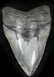Serrated Megalodon Tooth #23015-1